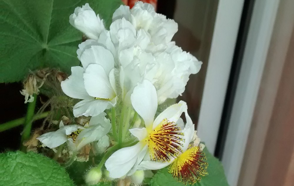 Blühende Zimmerlinde